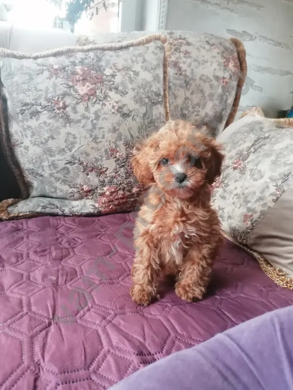 Мальтипу девочки и мальчики.