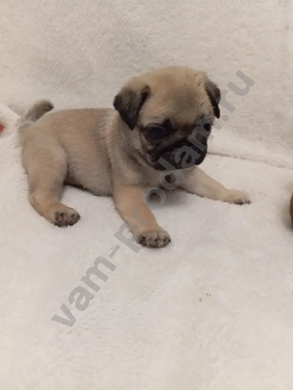 щенки мопса