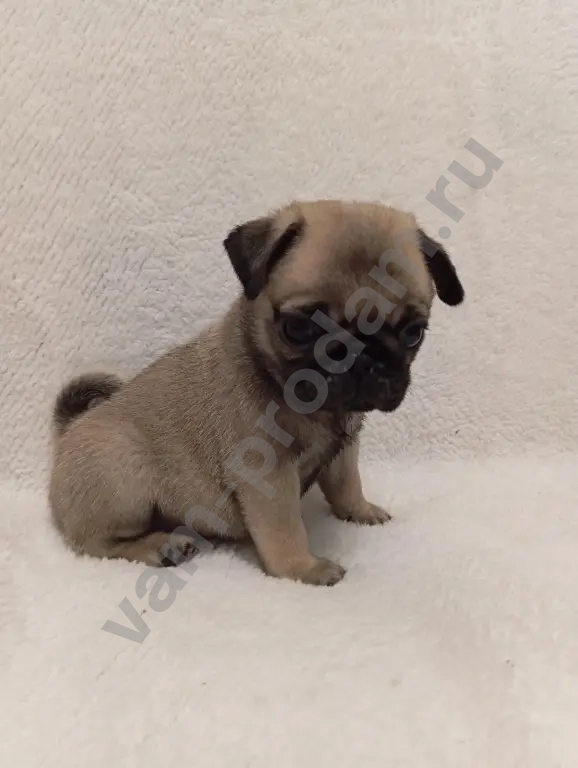 щенки мопса