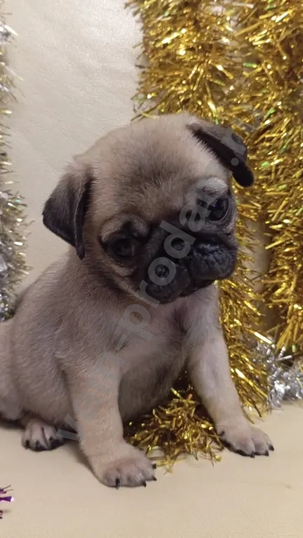 щенки мопса