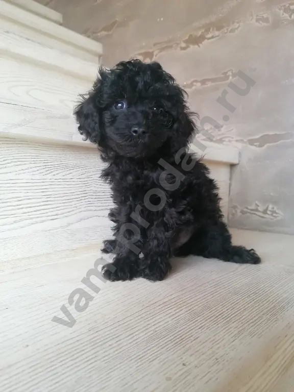 Мальтипу девочки и мальчики.