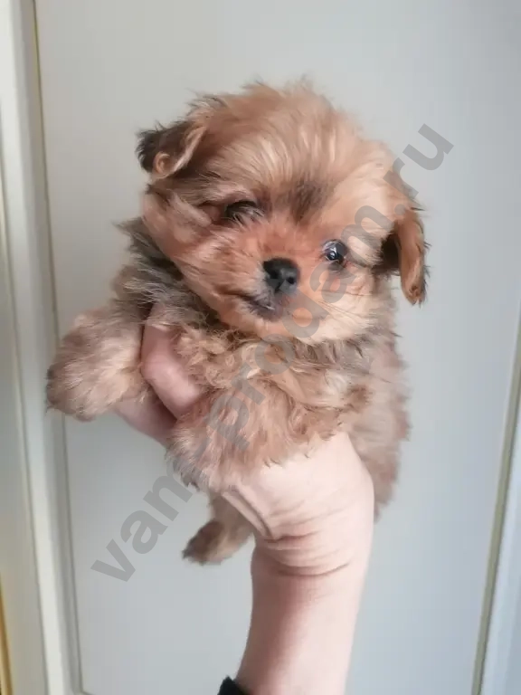 Мальтипу девочки и мальчики.