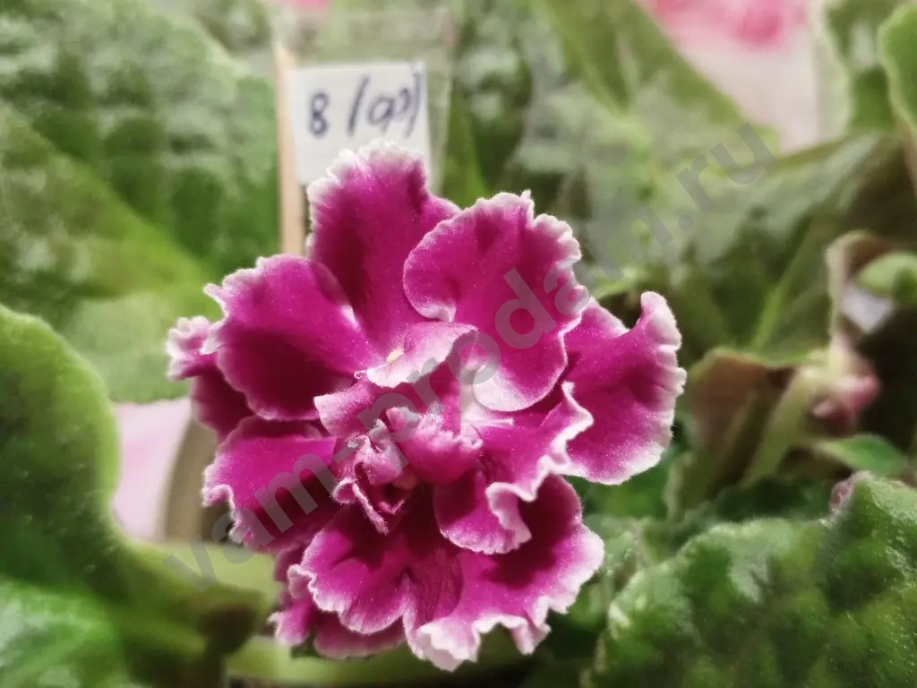 Комнатные растения декоративно- цветущие