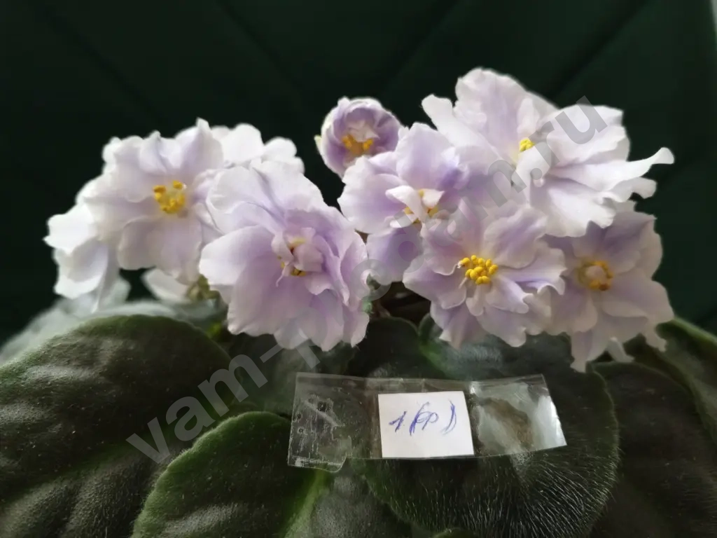 Комнатные растения декоративно- цветущие