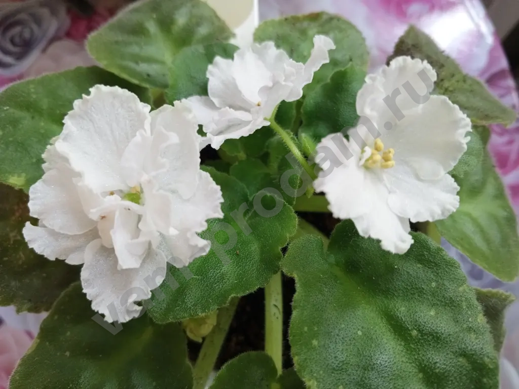 Комнатные растения декоративно- цветущие