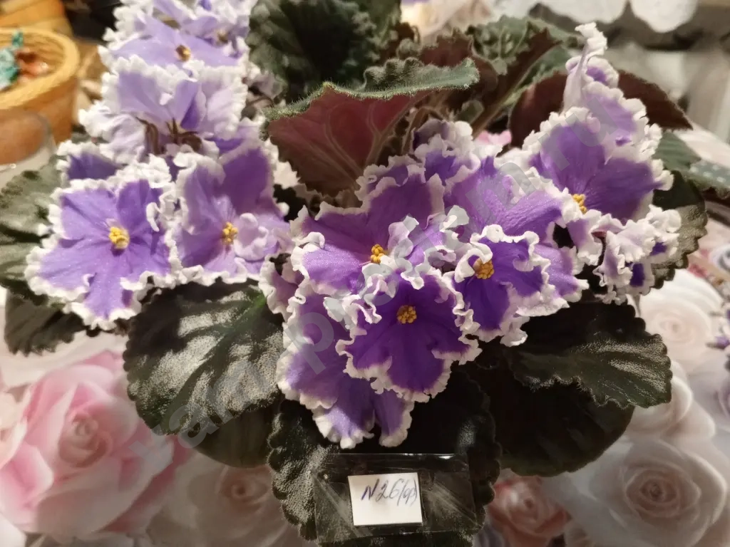 Комнатные растения декоративно- цветущие