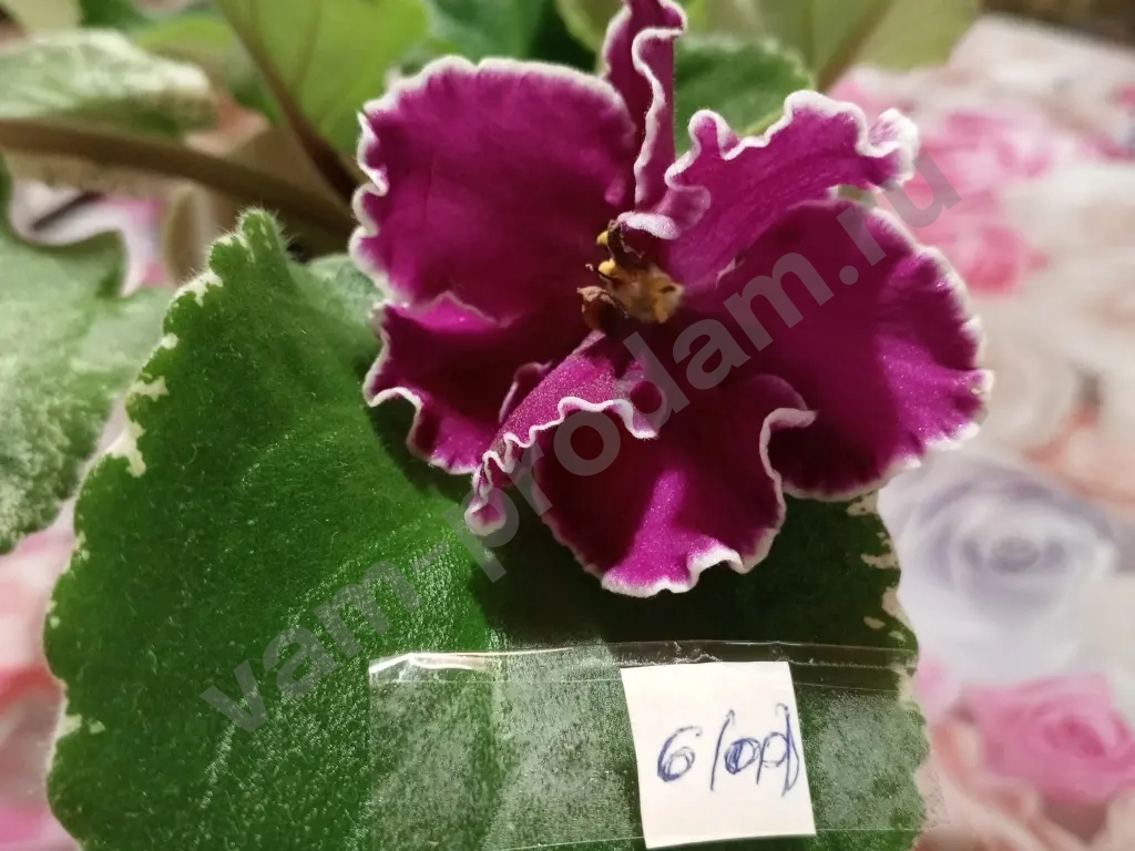 Комнатные растения декоративно- цветущие