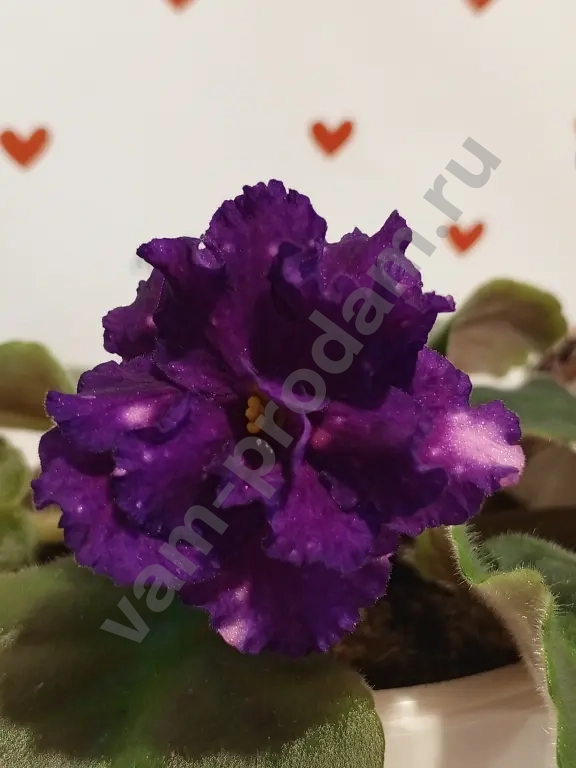 Комнатные растения декоративно- цветущие