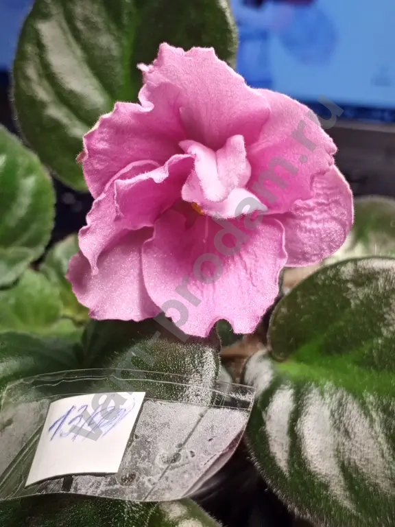 Комнатные растения декоративно- цветущие