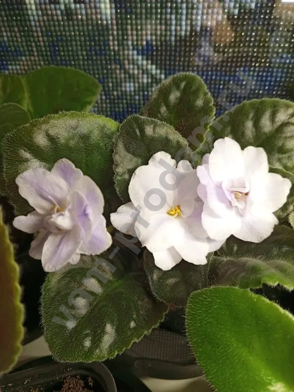 Комнатные растения декоративно- цветущие