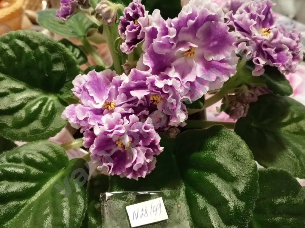 Комнатные растения декоративно- цветущие