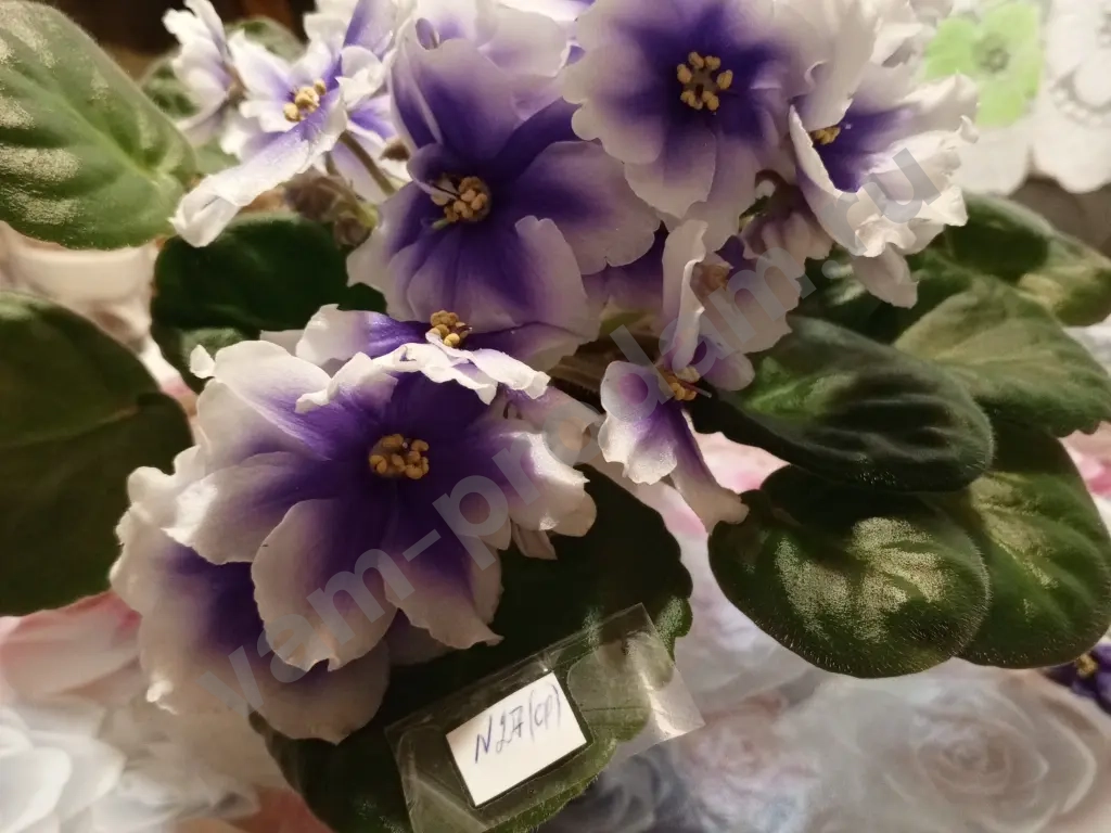 Комнатные растения декоративно- цветущие