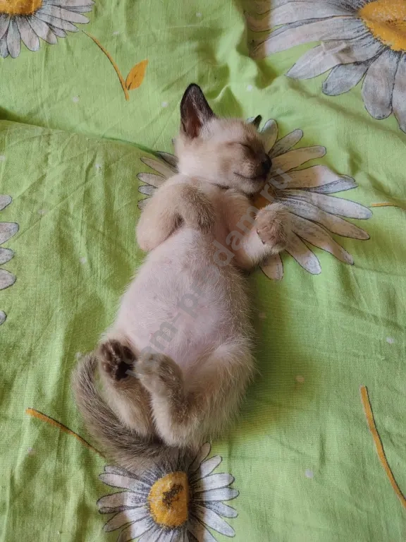 тайская кошка