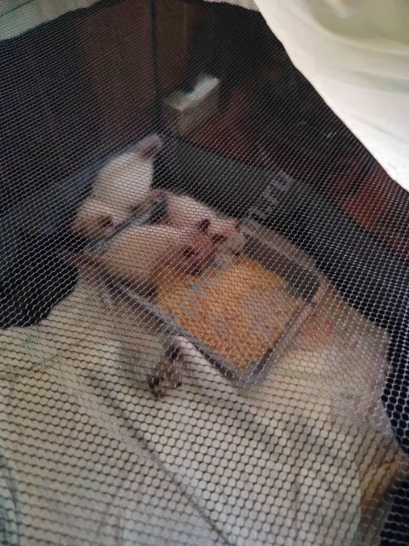 тайская кошка