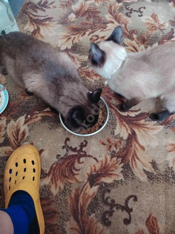 тайская кошка