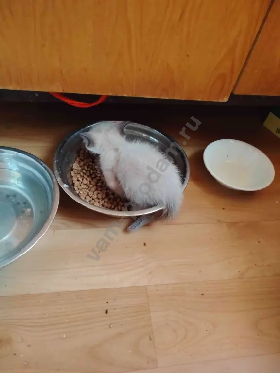 тайская кошка