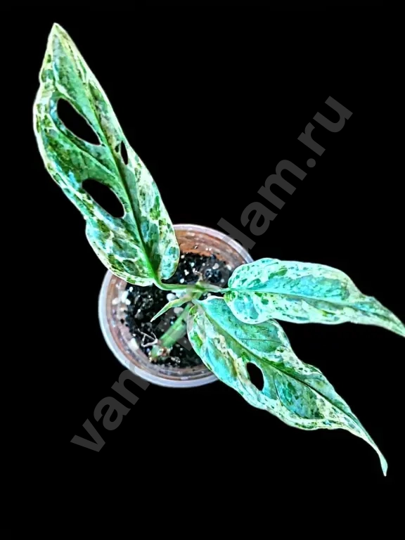 Монстера Адансона Индо Минт