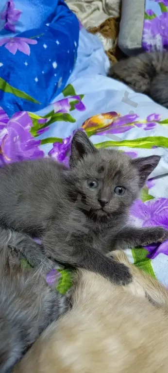 Метис Мейн-кун