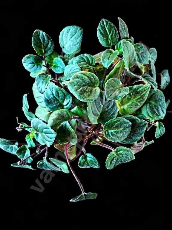 Сортовые фиалки