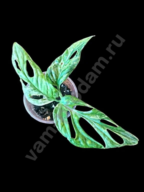 Монстера Адансона Индо Минт