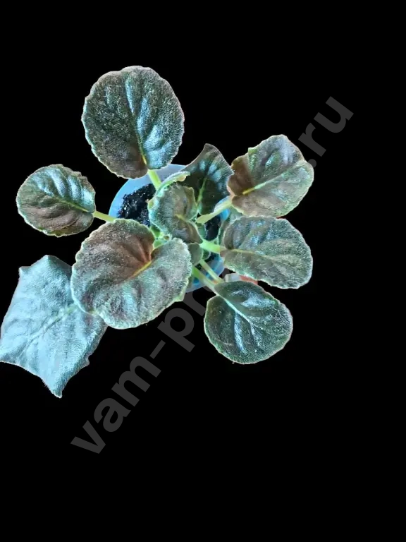 Сортовые фиалки