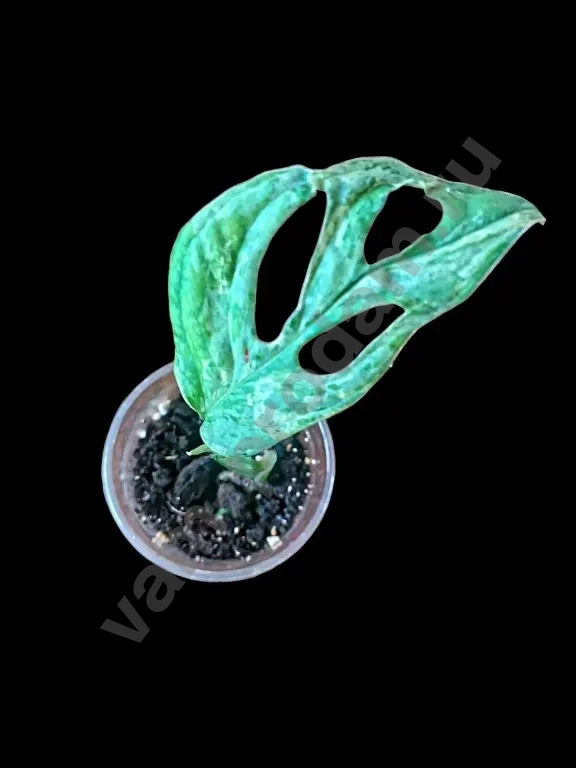 Монстера Адансона Индо Минт