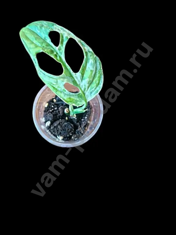 Монстера Адансона Индо Минт