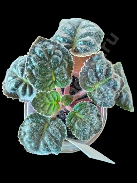 Сортовые фиалки