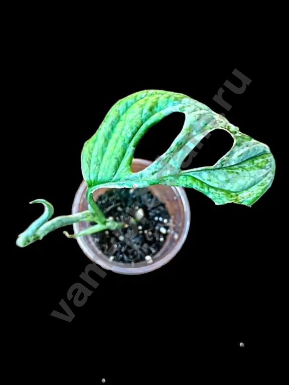 Монстера Адансона Индо Минт