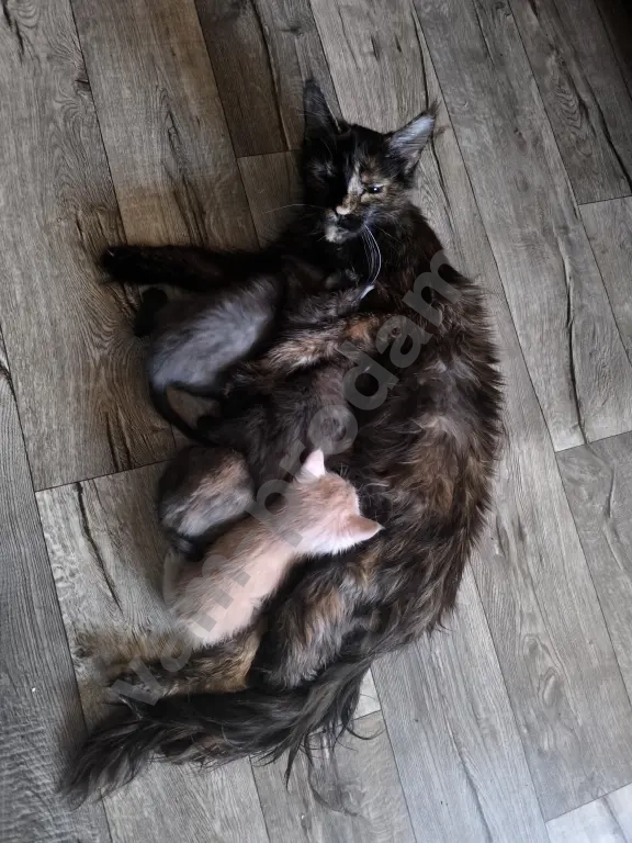 Метис Мейн-кун