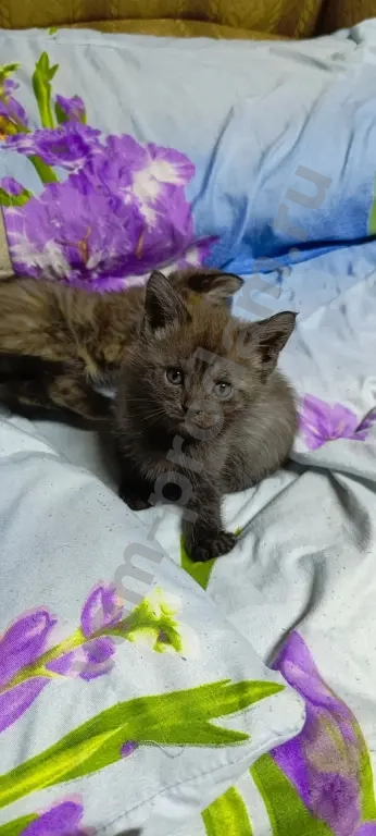 Метис Мейн-кун