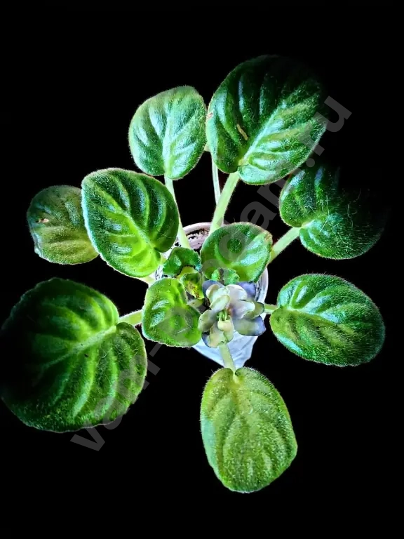 Сортовые фиалки