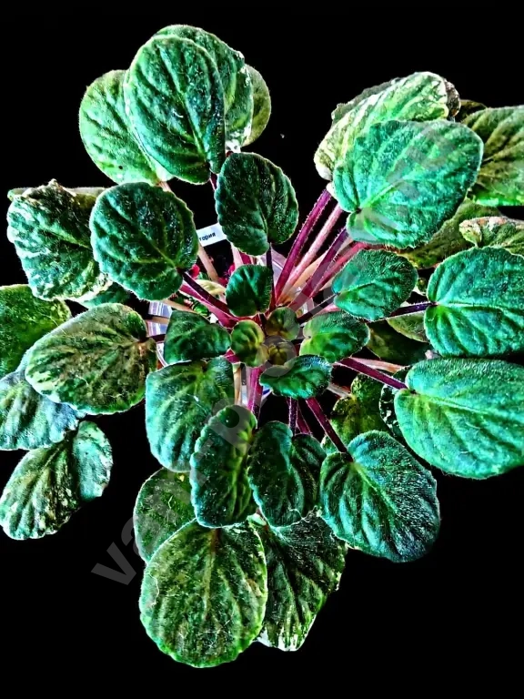 Сортовые фиалки