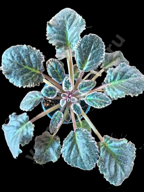 Сортовые фиалки