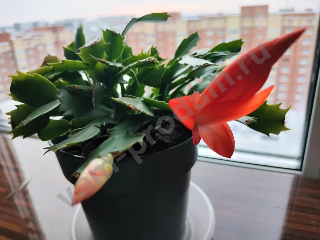 Шлюмбергера