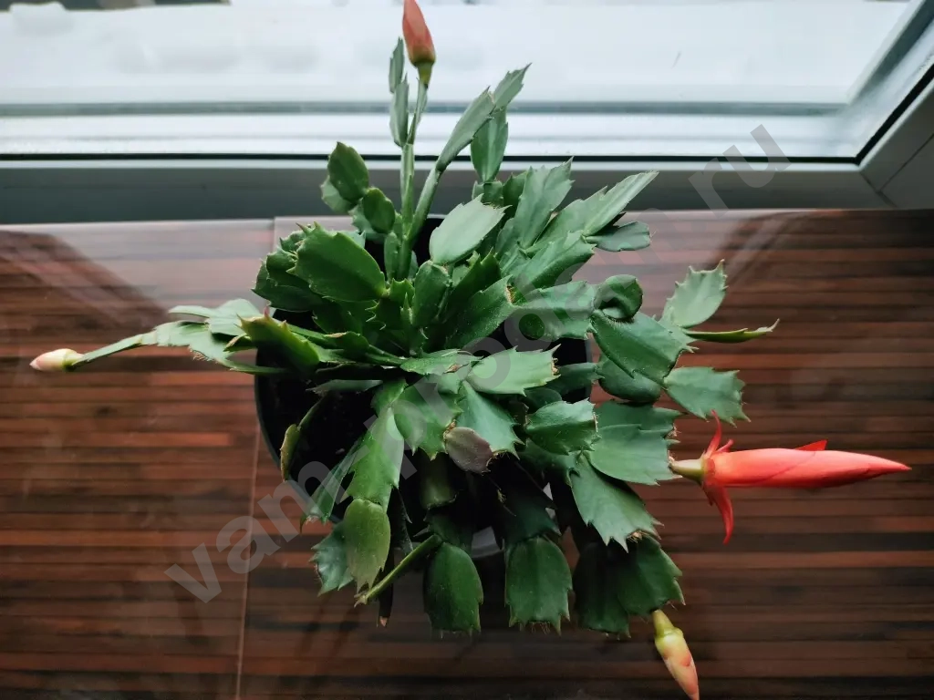 Шлюмбергера