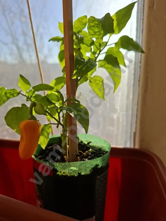 перец сладкий,комнатный,жёлтый.