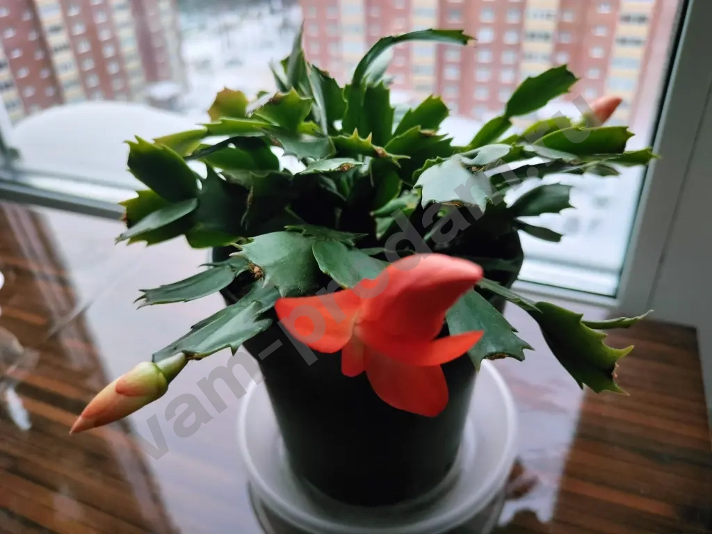 Шлюмбергера