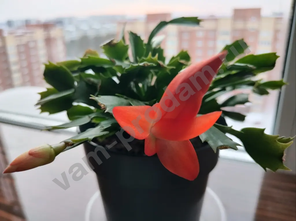 Шлюмбергера