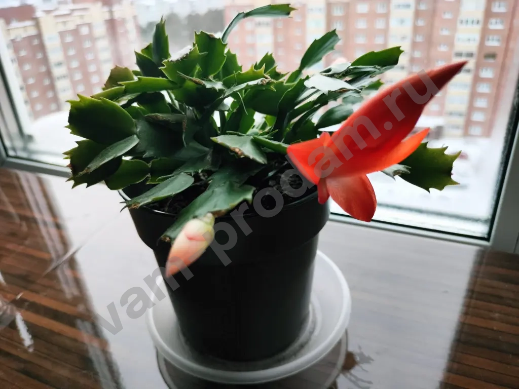 Шлюмбергера