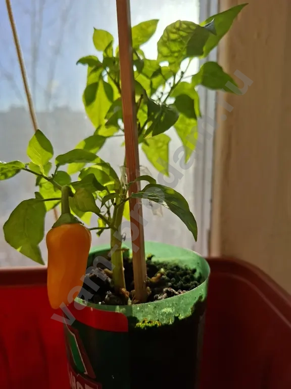 перец сладкий,комнатный,жёлтый.