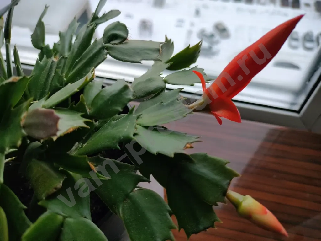 Шлюмбергера