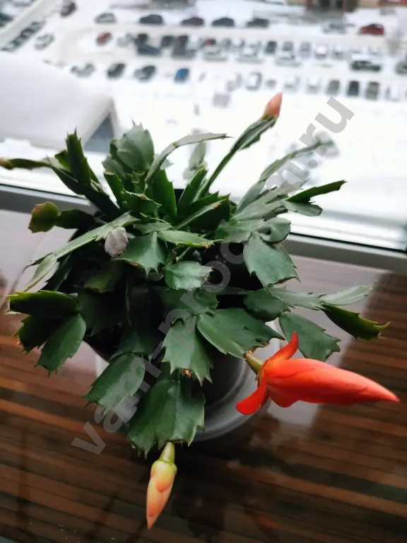 Шлюмбергера