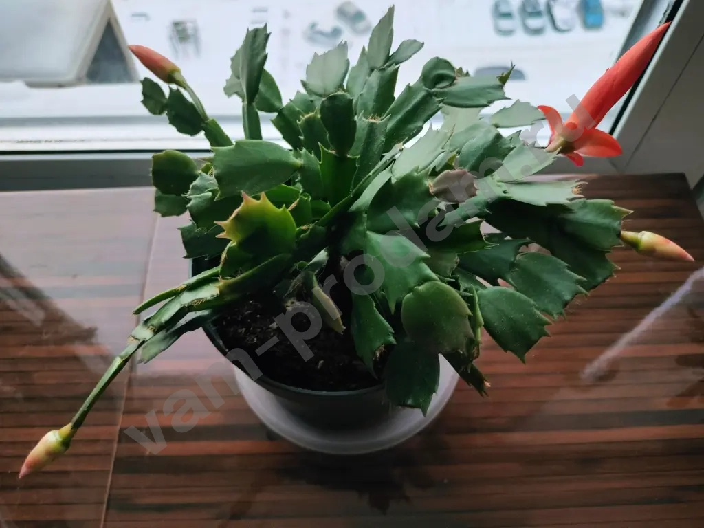 Шлюмбергера