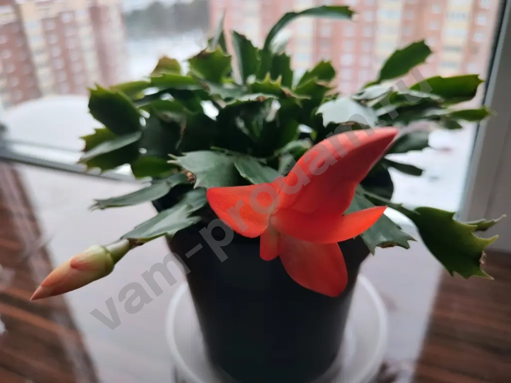 Шлюмбергера