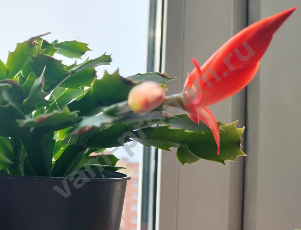 Шлюмбергера