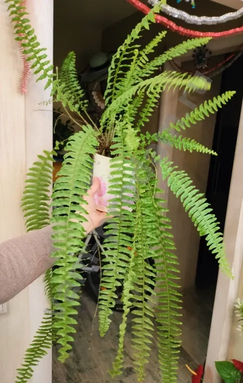 Папоротник Нефролепсис