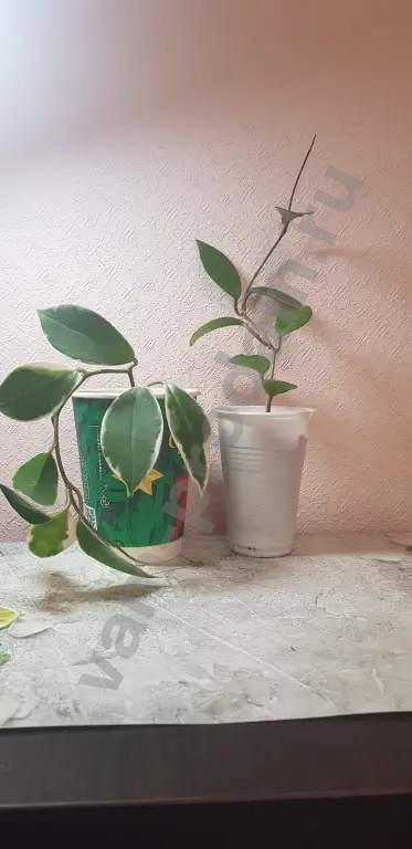 Хоя Карноза