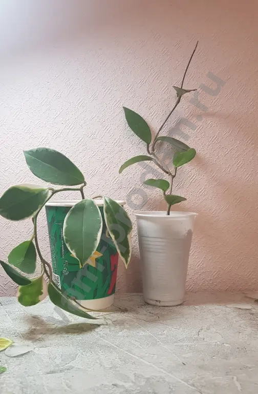 Хоя Карноза