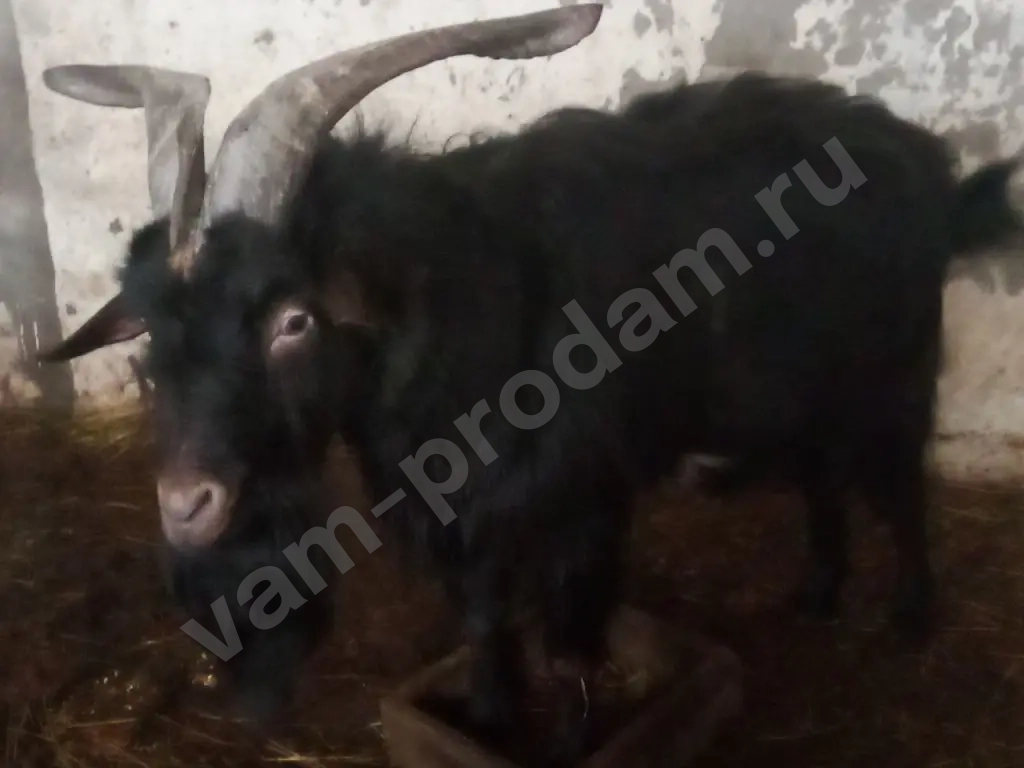 Альпийский козёл 1 года на племя горный